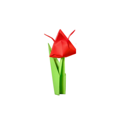 Tulip